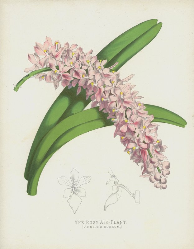 A Rosy Air-Plant, Aerides Roseum alkotó: English School