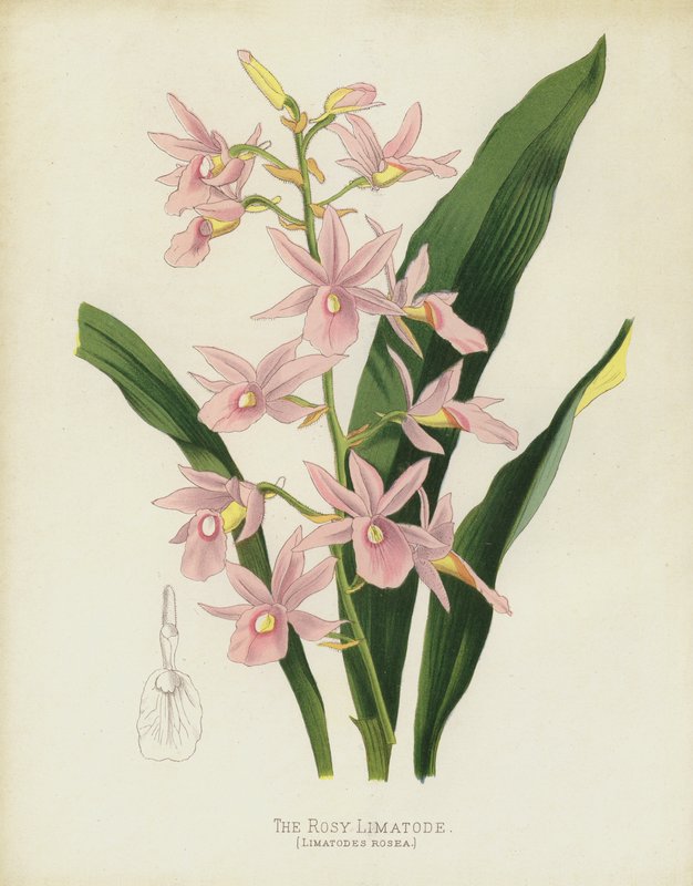 The Rosy Limatode, Limatodes Rosea alkotó: English School