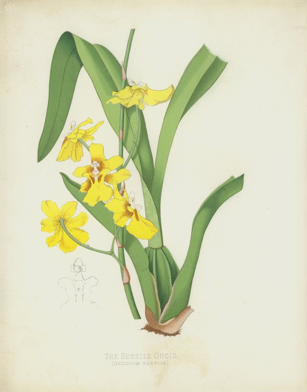 A Sessile Oncid, Oncidium Sessile alkotó: English School