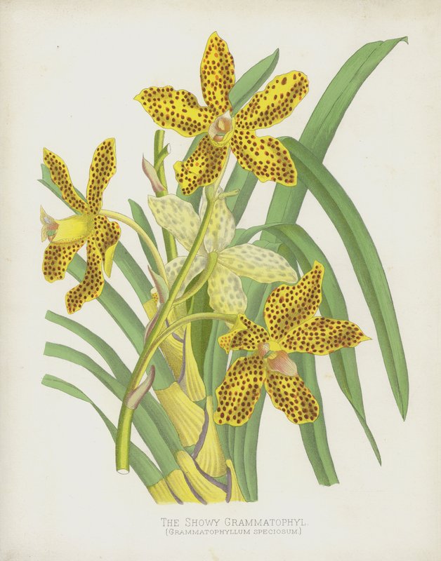A mutatós Grammatophyl, Grammatophyllum Speciosum alkotó: English School