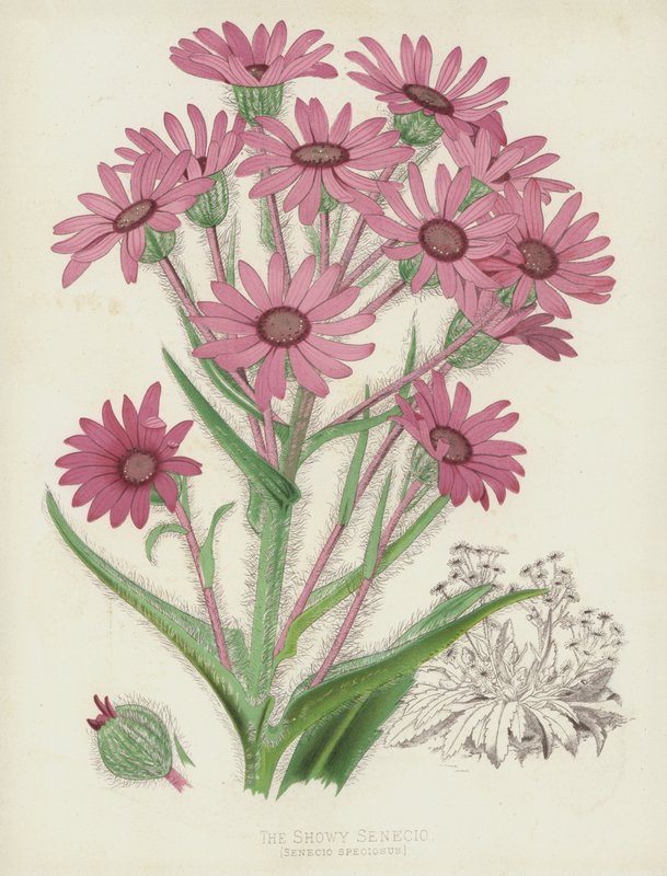 A mutatós Senecio, Senecio Speciosus alkotó: English School