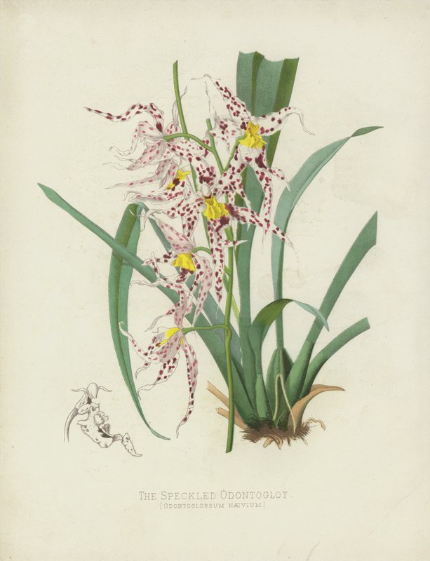 A foltos odontoglott, Odontoglossum Naevium alkotó: English School