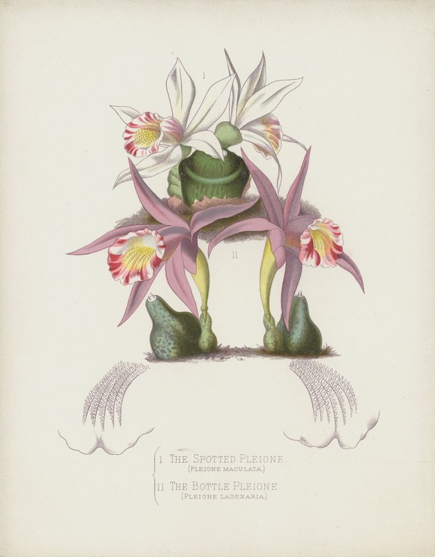 A foltos pleione, Pleione Maculata; The Bottle Pleione, Pleione Lagenaria alkotó: English School
