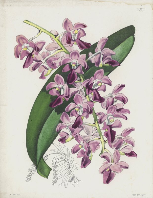 A vastaglevelű légnövény, Aerides Crassifolium alkotó: English School
