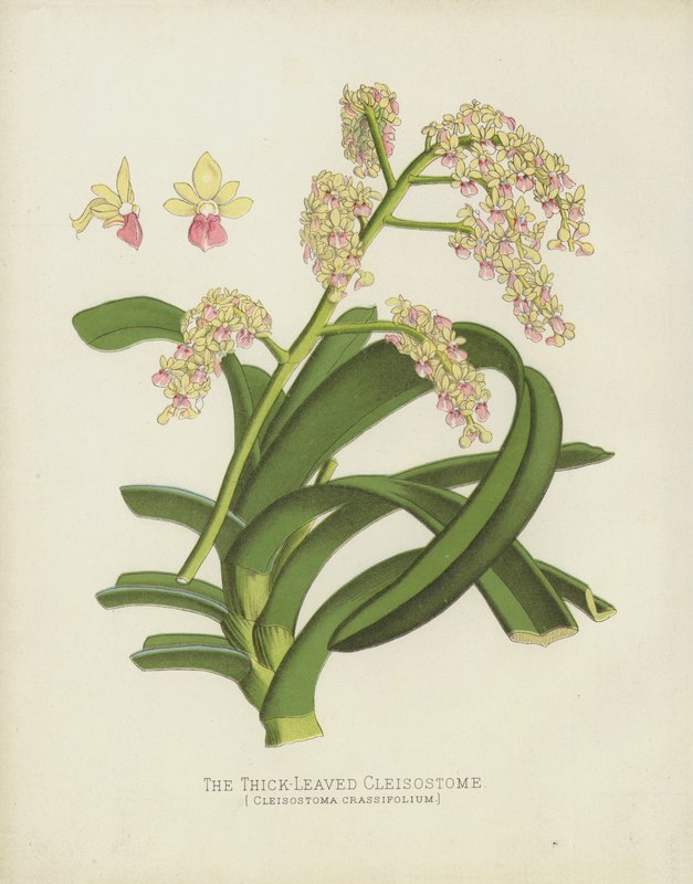 A vastaglevelű Cleisostoma, Cleisostoma Crassifolium alkotó: English School
