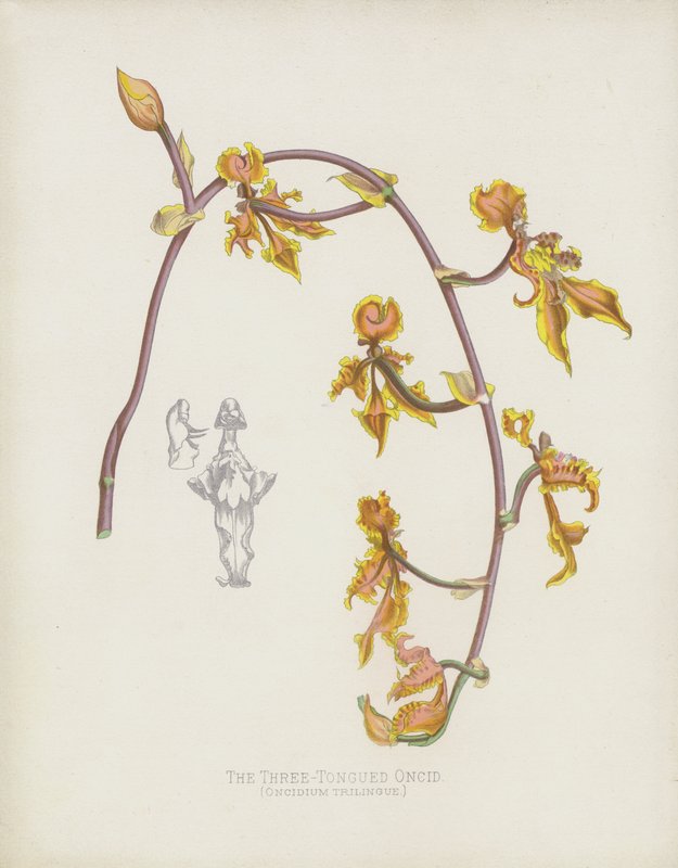 A háromnyelvű oncid, oncidium háromnyelvű alkotó: English School