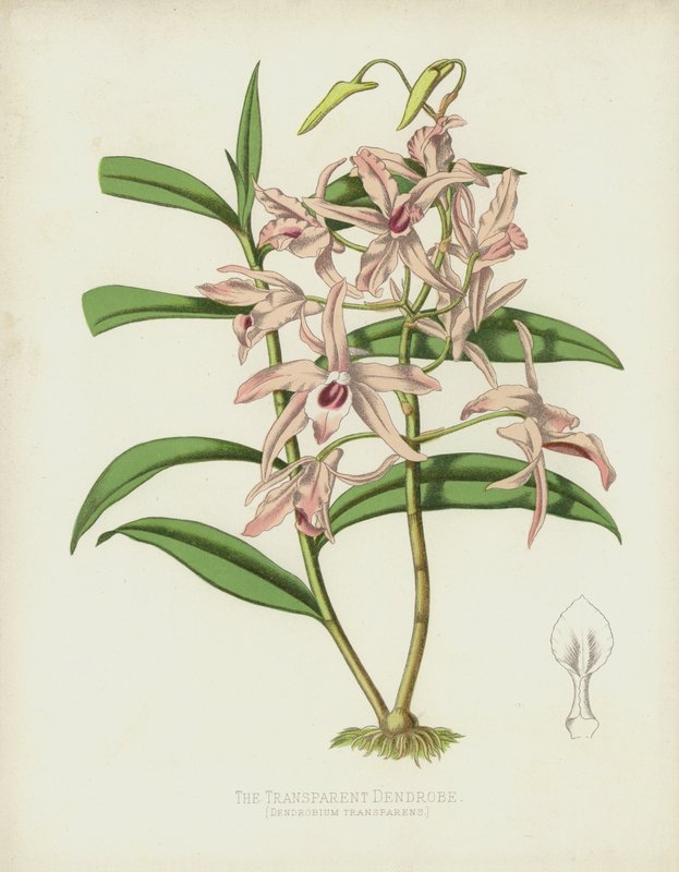 Az átlátszó dendrobe, Dendrobium Transparens alkotó: English School