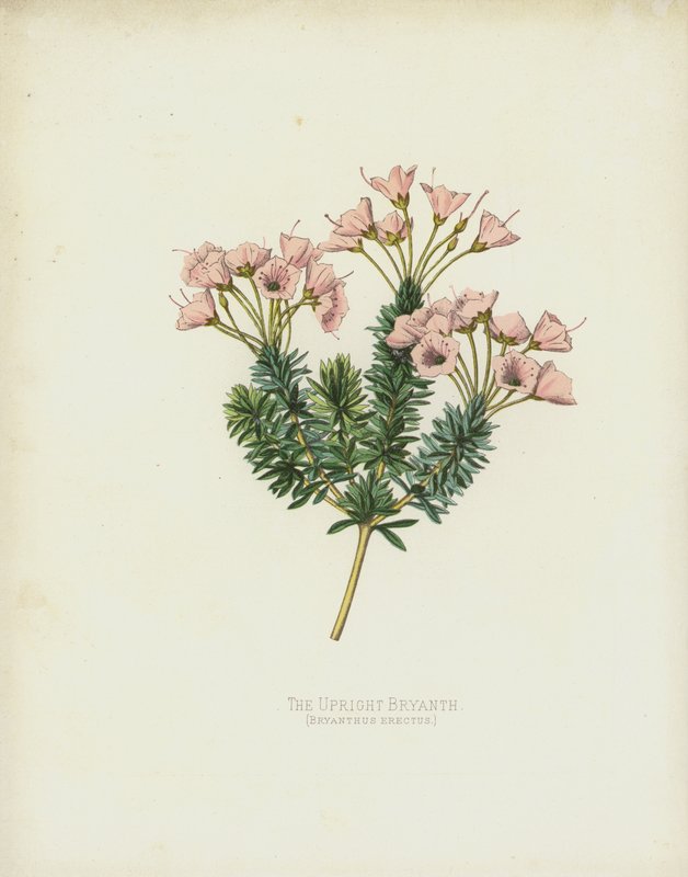 Az egyenes Bryanth, Bryanthus Erectus alkotó: English School