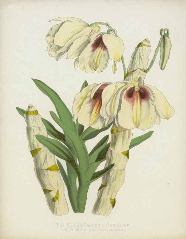 A fehér és szangvinikus dendrobe, Dendrobium Albosanguineum alkotó: English School