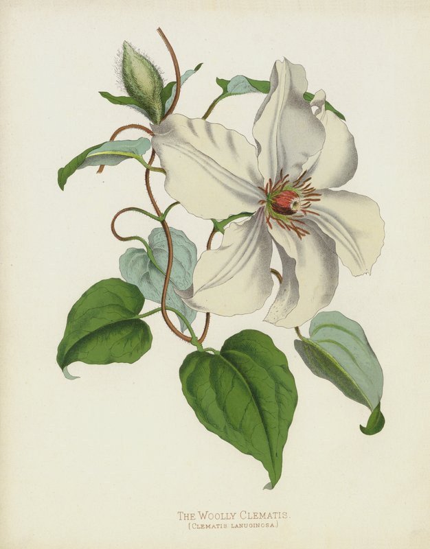 A gyapjas Clematis, Clematis Lanuginosa alkotó: English School
