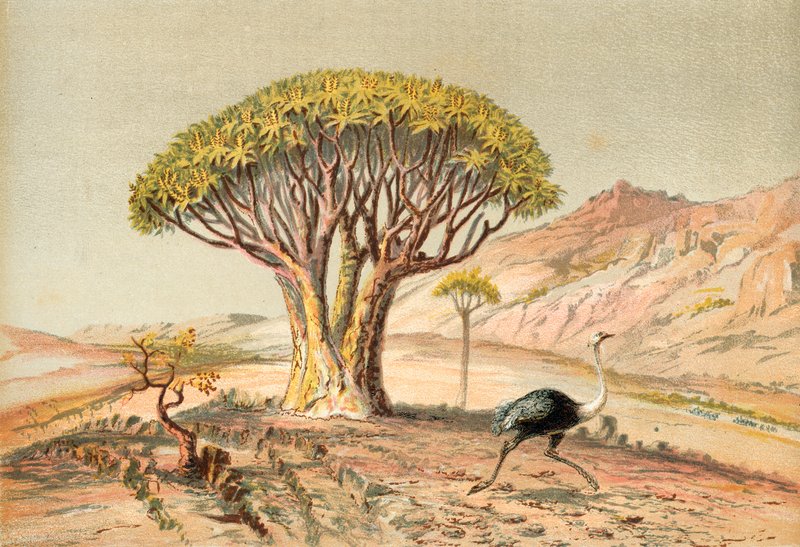 A nagy fák: Damaraland aloe, Délnyugat-Afrika alkotó: English School