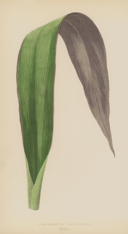 Tradescantia Odoratissima alkotó: English School