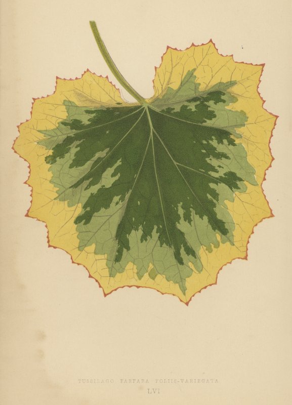 Tussilago Farfara Leaf-Variegata alkotó: English School