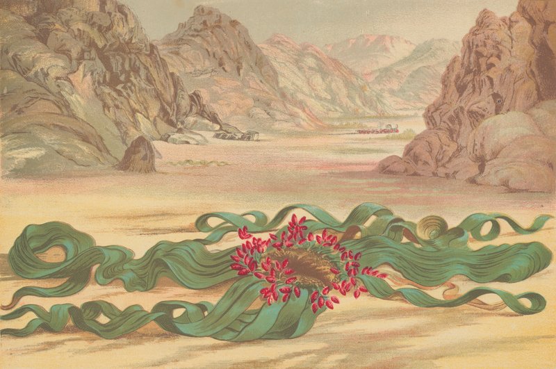 Welwitschia mirabilis, Délnyugat-Afrika növénye alkotó: English School