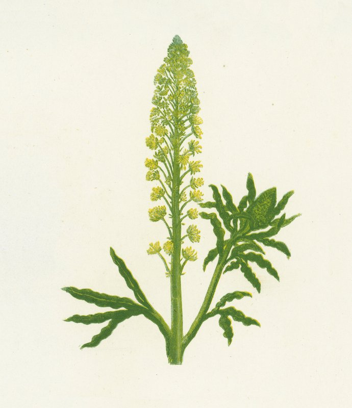 Vad mignonette, Reseda Lutea alkotó: English School