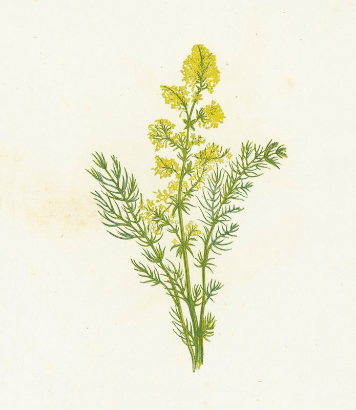 Sárga ágyásszalma, Galium Verum alkotó: English School
