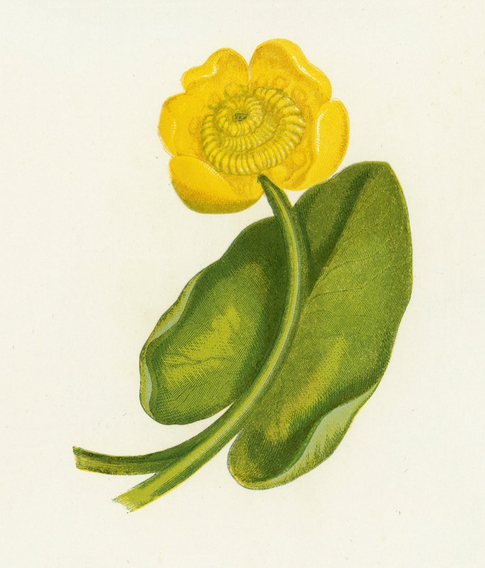Sárga tavirózsa, Nuphar Lutea alkotó: English School