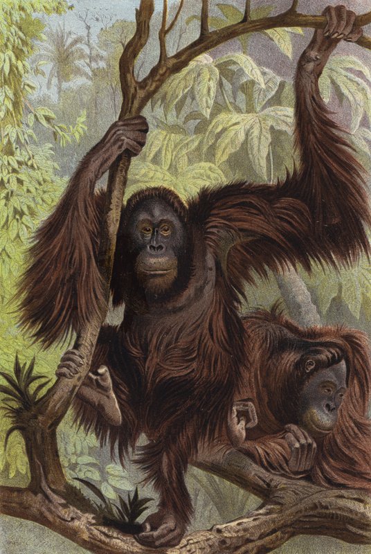 Orang-Utan  alkotó: European School