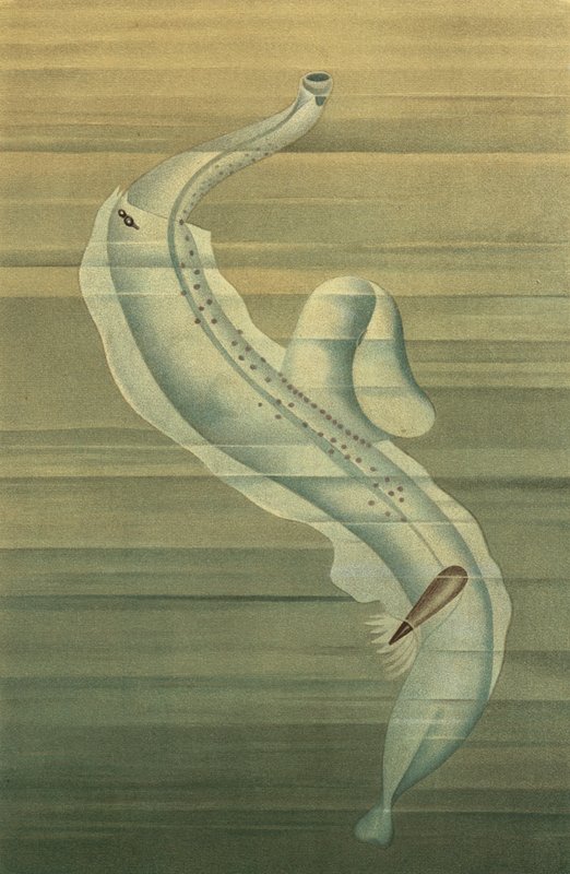 Pterotrachea alkotó: European School
