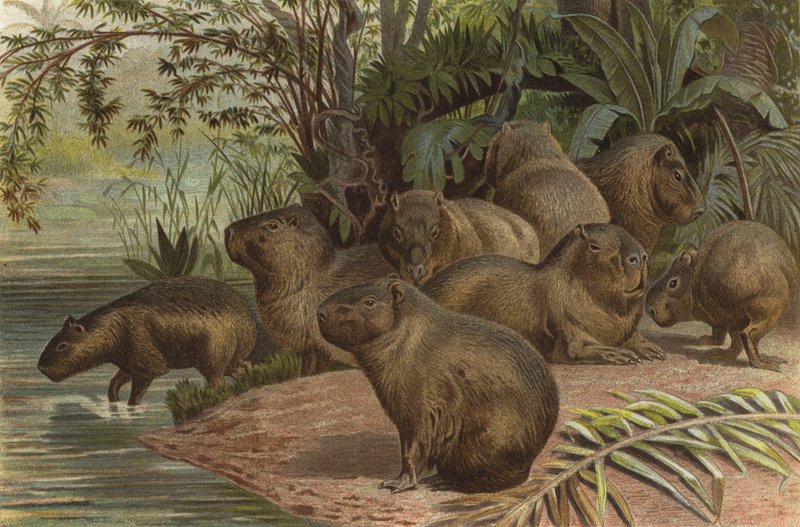 capybara alkotó: European School