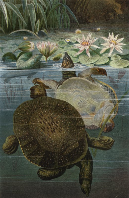 softshell teknős alkotó: European School