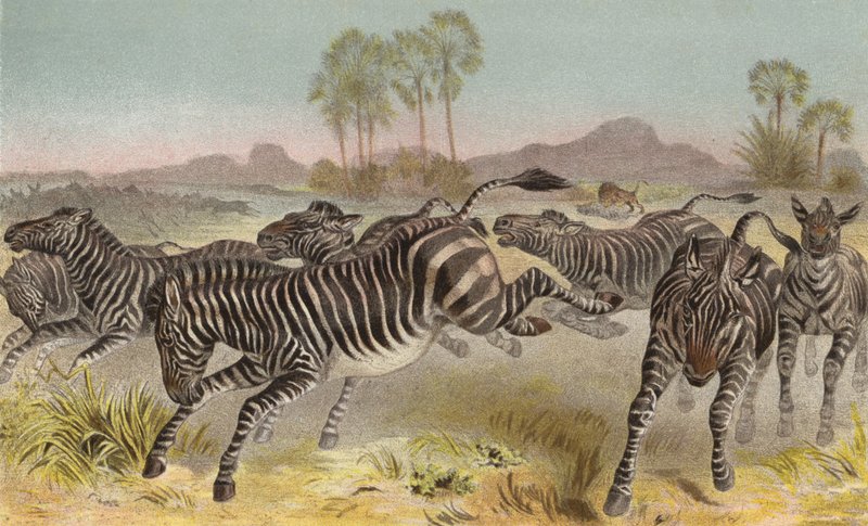 Zebra alkotó: European School