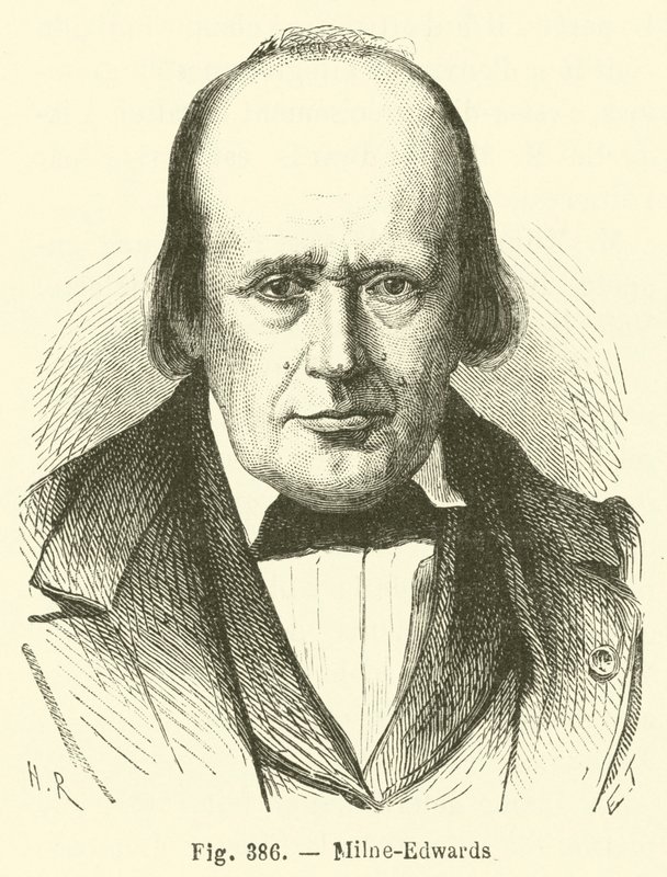 Milne-Edwards alkotó: French School