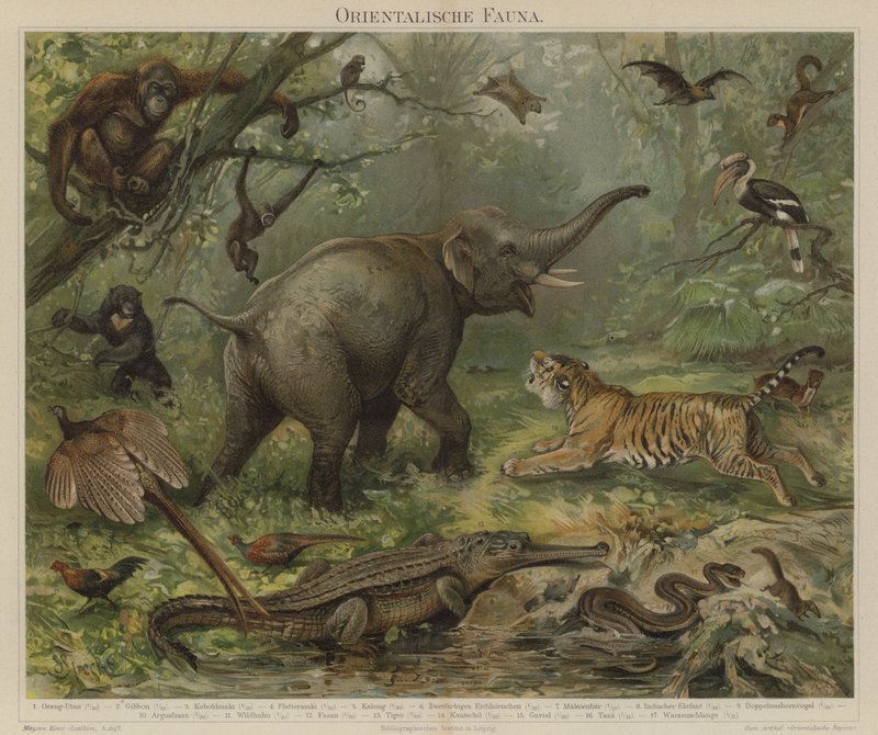 Ázsiai fauna alkotó: German School