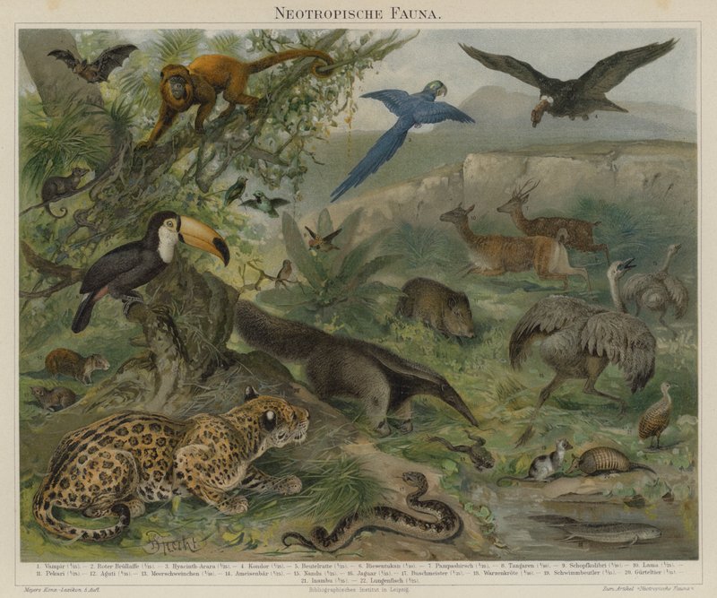 Neotróp fauna alkotó: German School