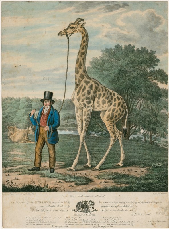 A zsiráf portréja, 1827 alkotó: Abraham Bruiningh van Worrell