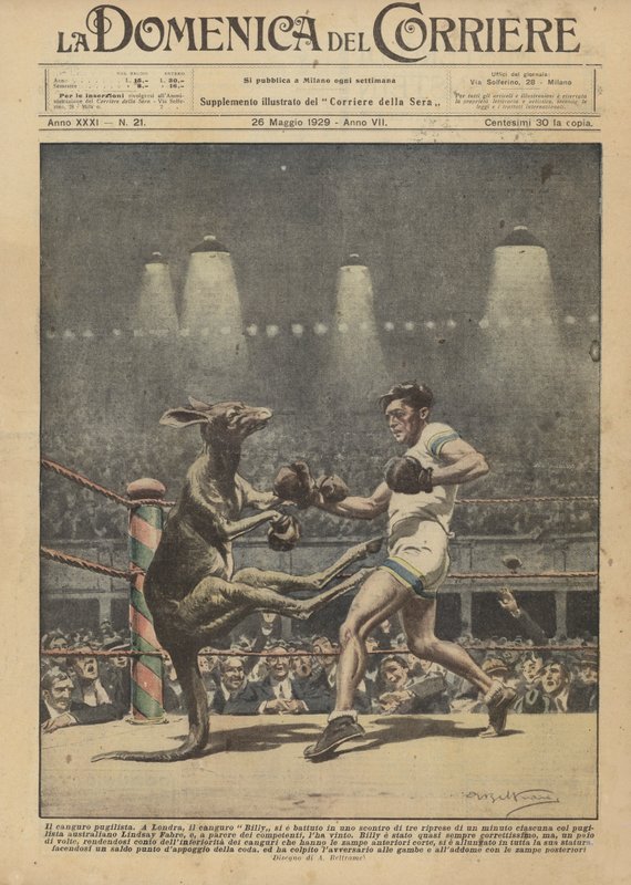 A boxkenguru alkotó: Achille Beltrame