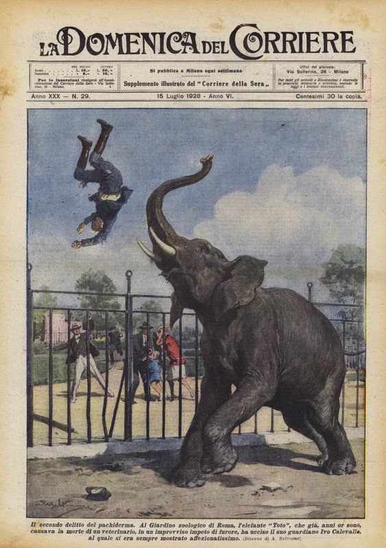 A pachyderm második bűne alkotó: Achille Beltrame
