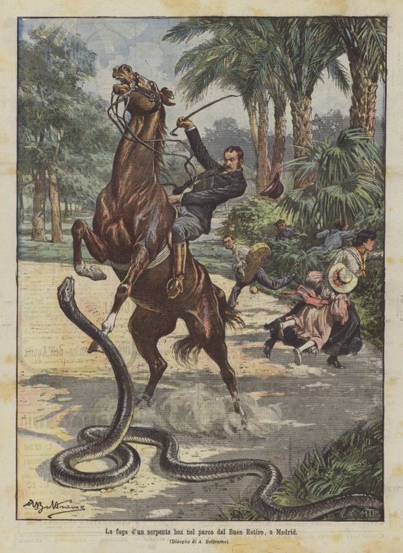 A boa kígyó szökése a Buen Retiro parkban, Madridban alkotó: Achille Beltrame
