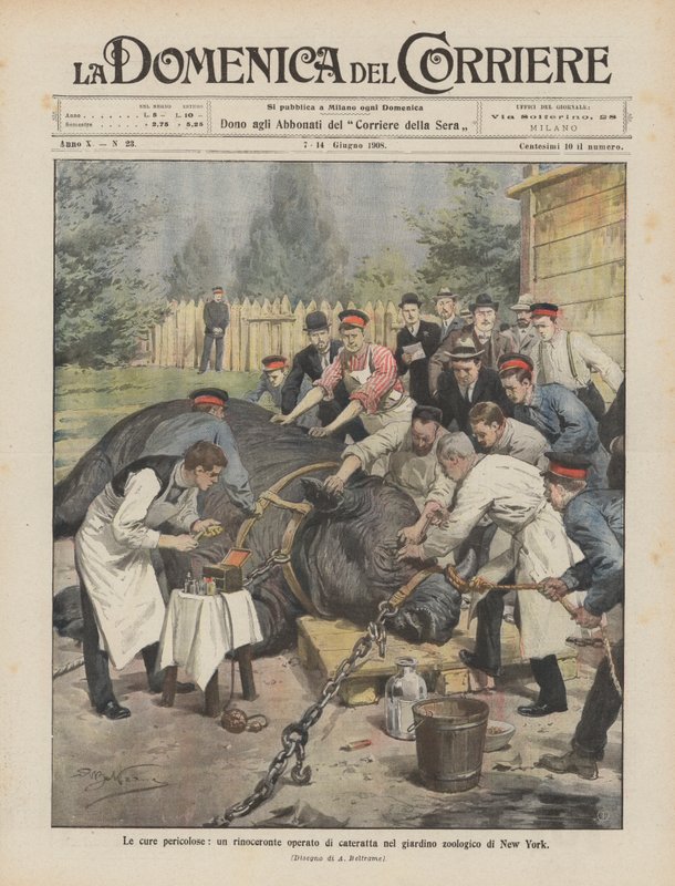 The Dangerous Cures, szürkehályog-műtött orrszarvú a New York-i Állatkertben alkotó: Achille Beltrame