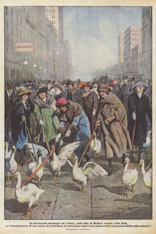 Amerikai extravaganciák, egy Geese Derby, a New York-i Madison Avenue-n, a beiktatásra? alkotó: Achille Beltrame