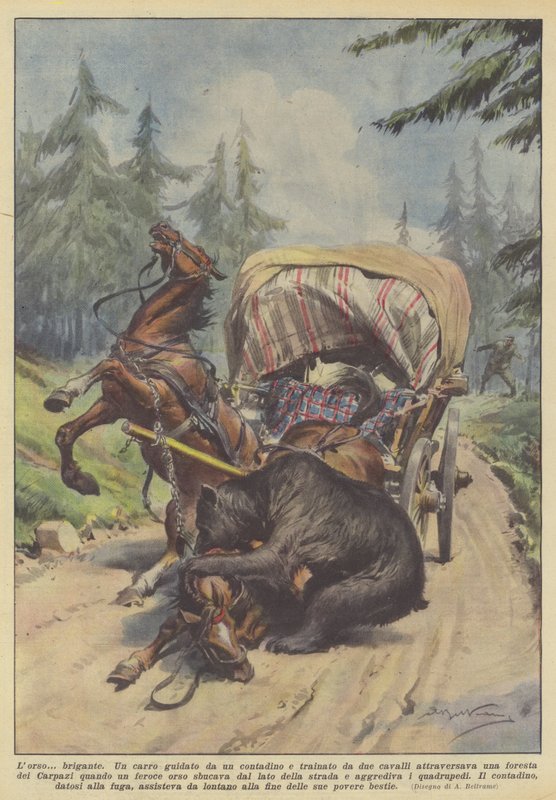 A medve? bandita alkotó: Achille Beltrame