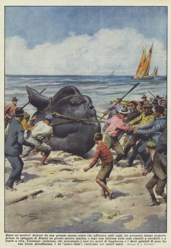 Majdnem egy szörnyeteg! alkotó: Achille Beltrame