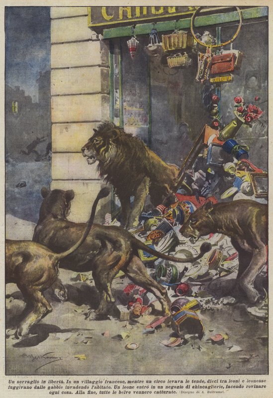 Szabadlábon lévő menazséria alkotó: Achille Beltrame