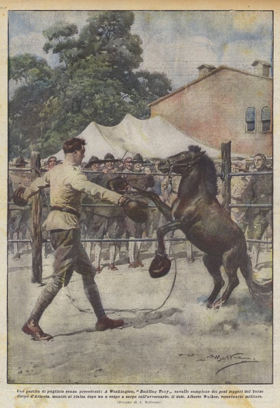 Példátlan bokszmeccs, a washingtoni Battling Tony lósúlybajnoka? alkotó: Achille Beltrame