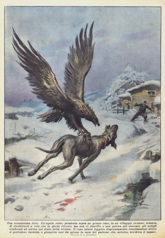 Nagyon furcsa harc alkotó: Achille Beltrame