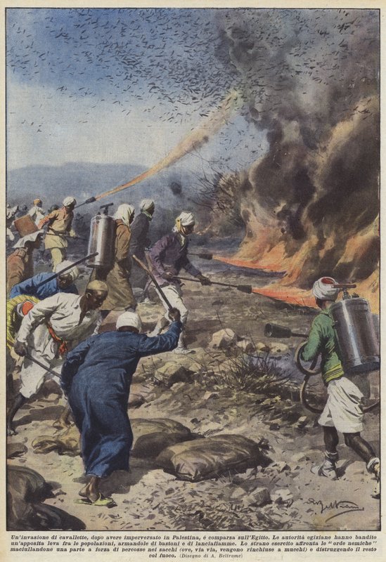 A sáskák inváziója, miután Palesztinában tombolt, megjelent Egyiptomban alkotó: Achille Beltrame