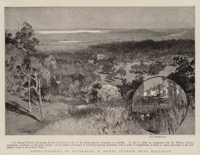 Birkatenyésztés Ausztráliában, mintaállomás Ballarat közelében alkotó: Albert Henry Fullwood