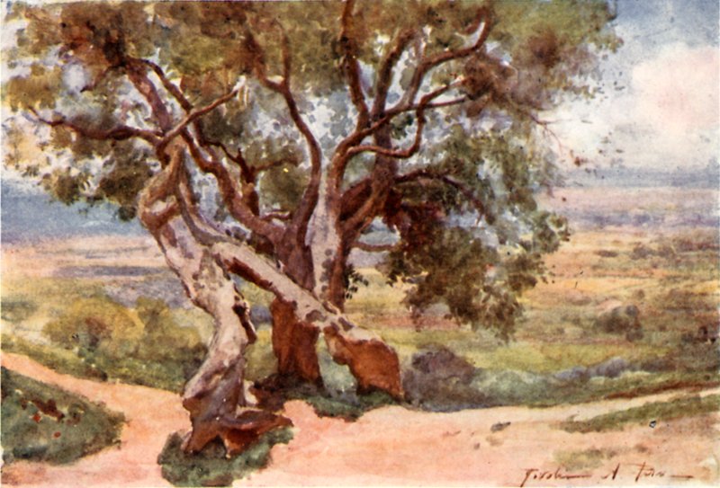 Campagna Romana, Tivoliból alkotó: Alberto Pisa