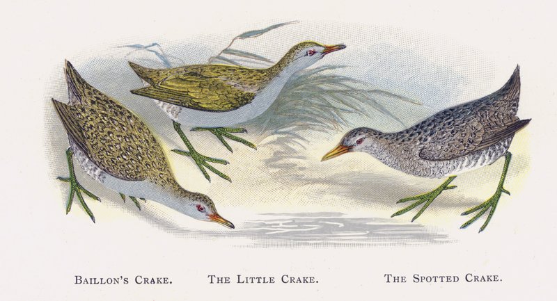 Baillons Crake, The Little Crake, The Spotted Crake alkotó: Alexander Francis Lydon