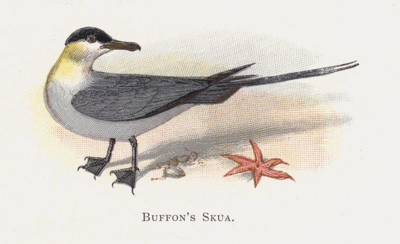 Buffons Skua alkotó: Alexander Francis Lydon
