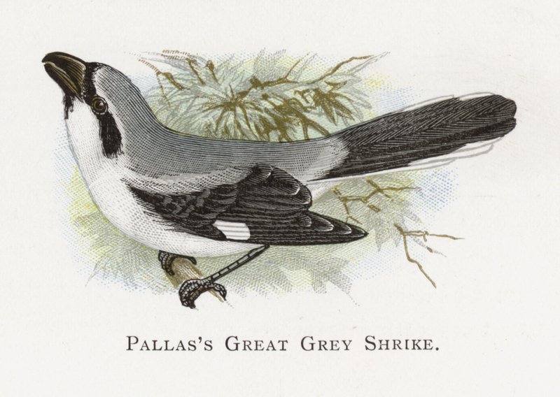 Pallass Great Grey Shrike alkotó: Alexander Francis Lydon