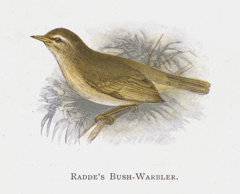 Raddes Bush-Warbler alkotó: Alexander Francis Lydon