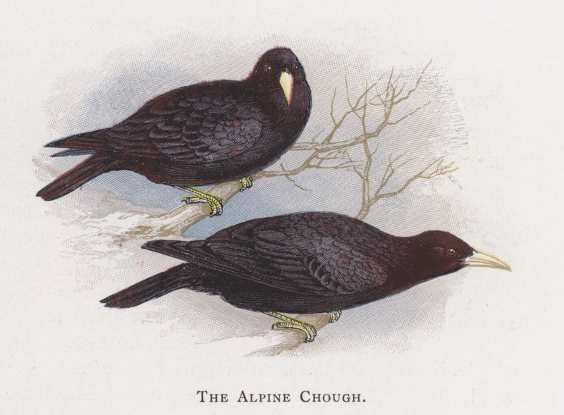 Az alpesi csáp alkotó: Alexander Francis Lydon