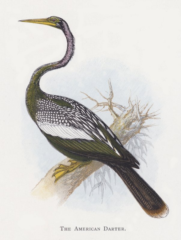 Az amerikai Darter alkotó: Alexander Francis Lydon