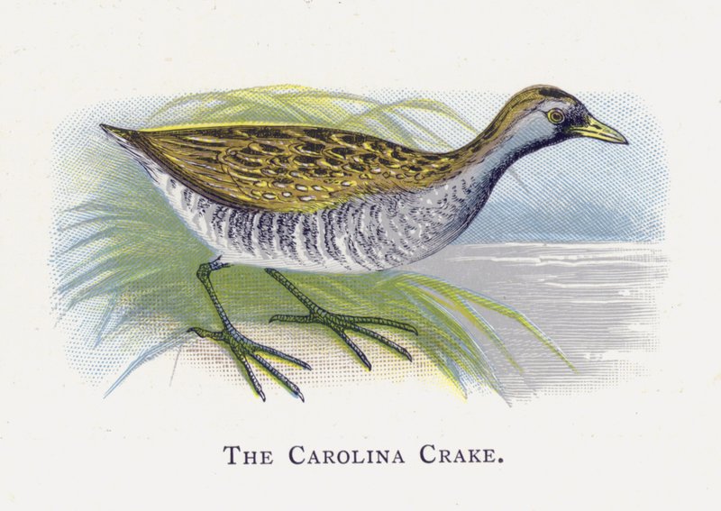 A Carolina Crake alkotó: Alexander Francis Lydon